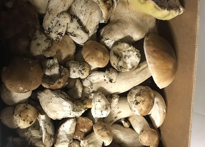 Ξενοδοχείο Aux Berges De Pareloup Salles-Curan