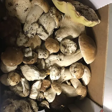 酒店 Aux Berges De Pareloup Salles-Curan